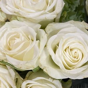 Meet your Posher, Paola